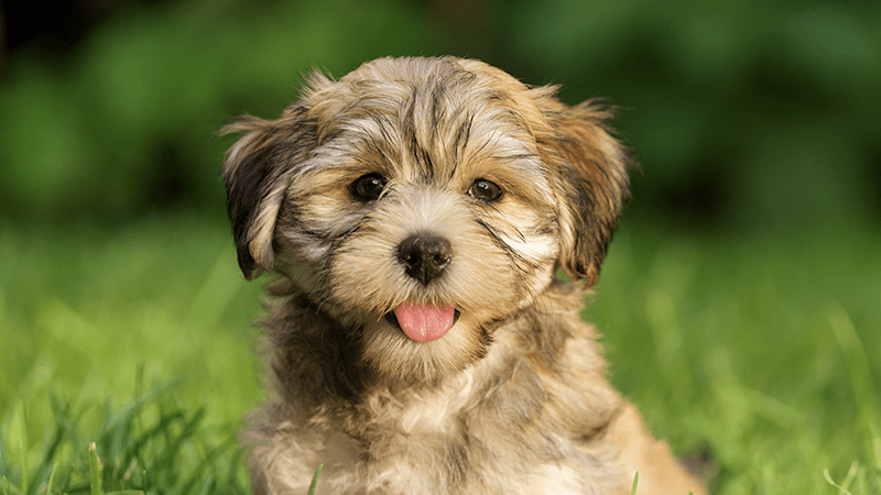 Bonnat Pets perros